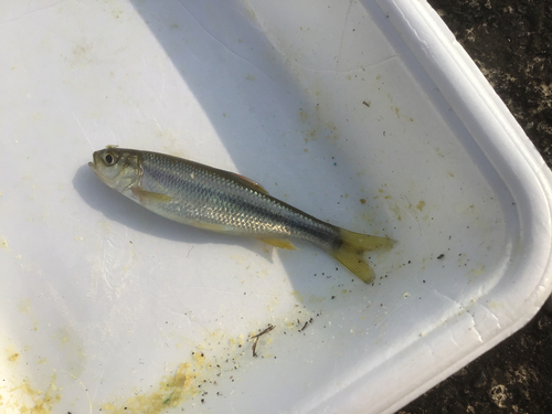 カワムツの釣果