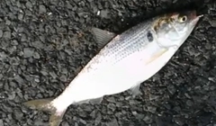 コノシロの釣果