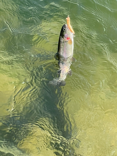 ニジマスの釣果