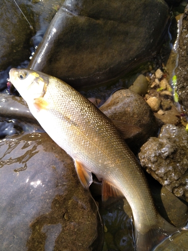 ウグイの釣果