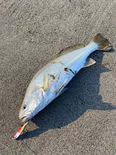 ニベの釣果