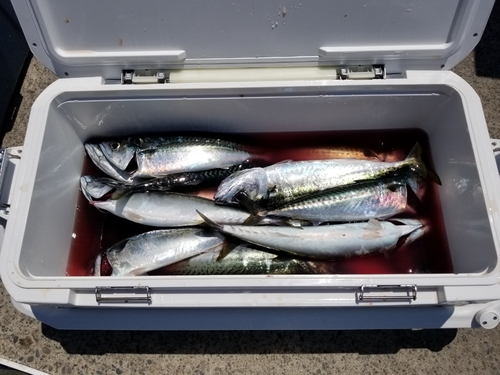 サバの釣果