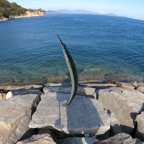 サヨリの釣果