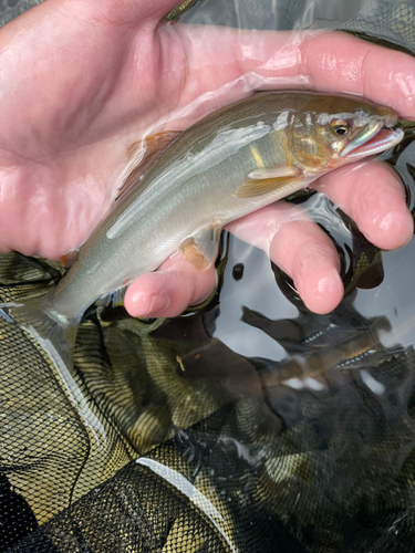 アユの釣果