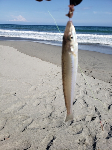 キスの釣果