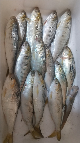 コノシロの釣果