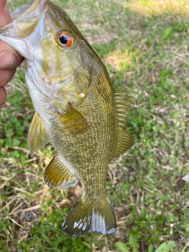 スモールマウスバスの釣果