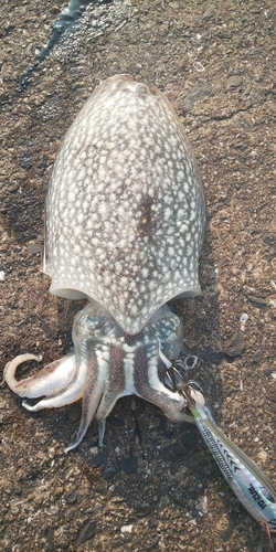 シリヤケイカの釣果