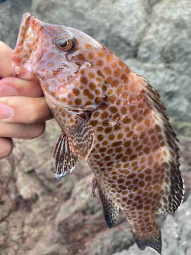 オオモンハタの釣果