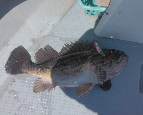 クロソイの釣果