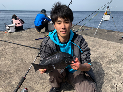 メジナの釣果