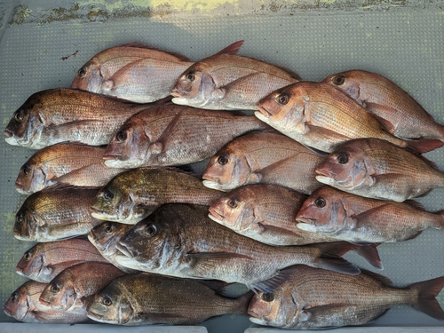 マダイの釣果