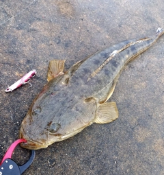 マゴチの釣果