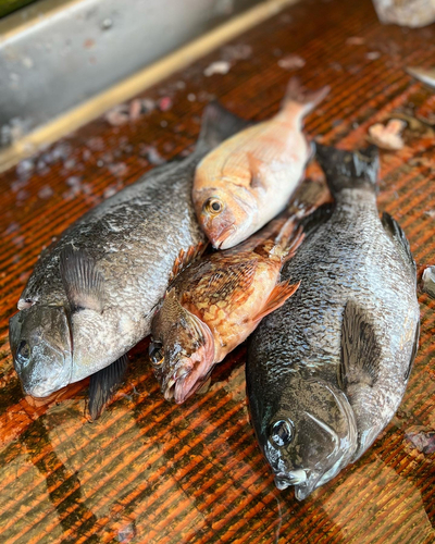 メジナの釣果