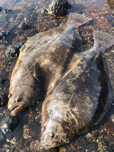 ヒラメの釣果