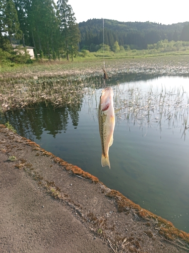 ブラックバスの釣果