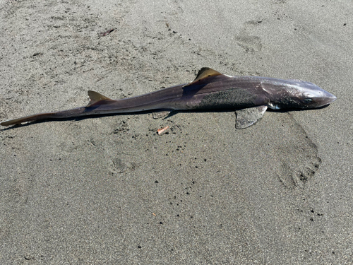 サメの釣果