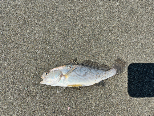 イシモチの釣果