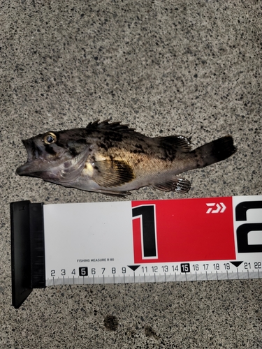 クロソイの釣果