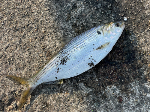 コノシロの釣果