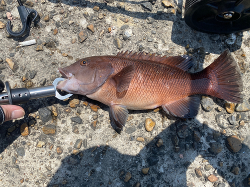 コブダイの釣果