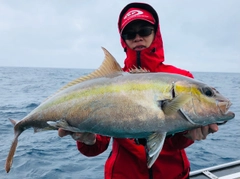 ヒレナガカンパチの釣果