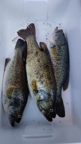 ブラックバスの釣果