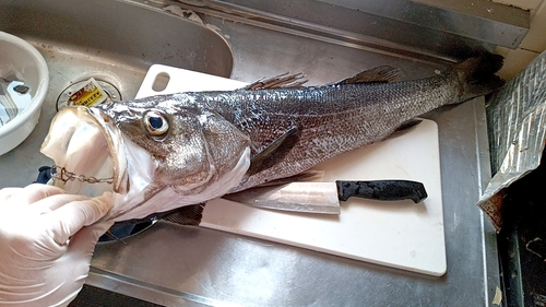 スズキの釣果