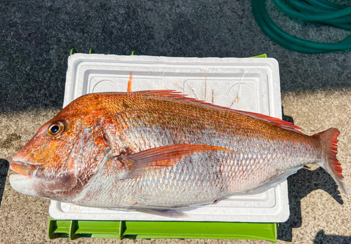 マダイの釣果