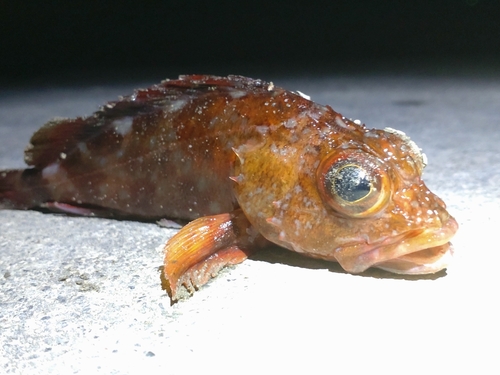 カサゴの釣果