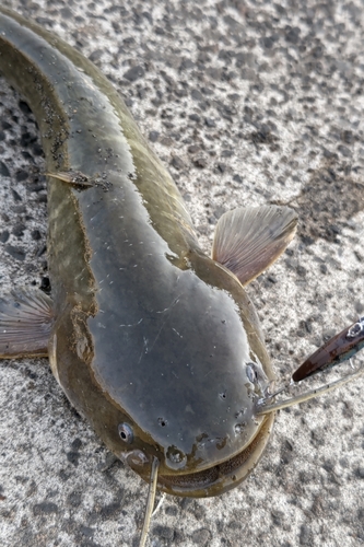 ナマズの釣果