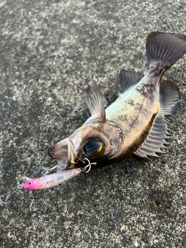 クロメバルの釣果