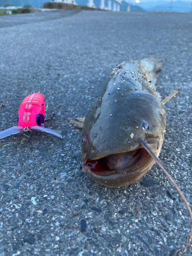 ナマズの釣果