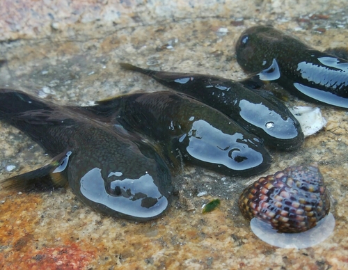 ハゼの釣果