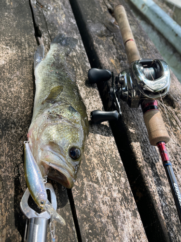 ブラックバスの釣果