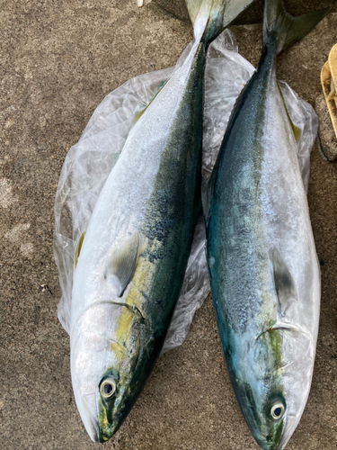 ワラサの釣果