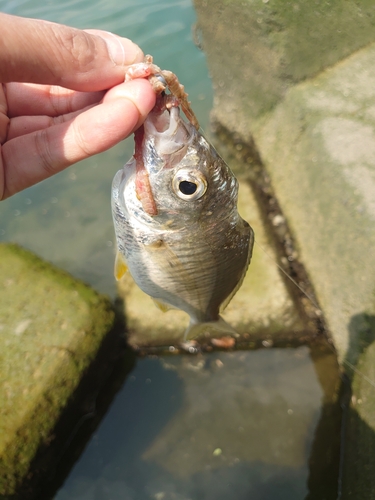 クロサギの釣果