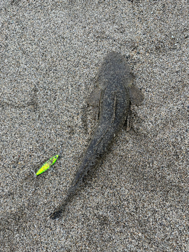 マゴチの釣果