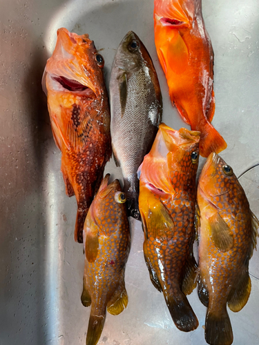 ウッカリカサゴの釣果