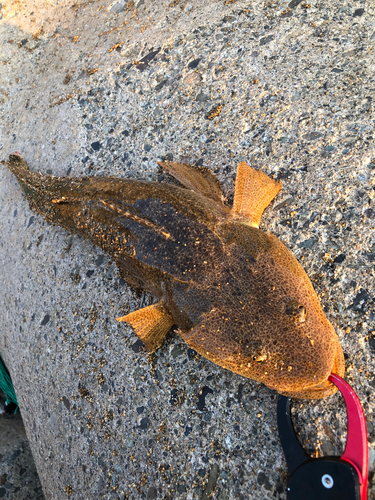 マゴチの釣果