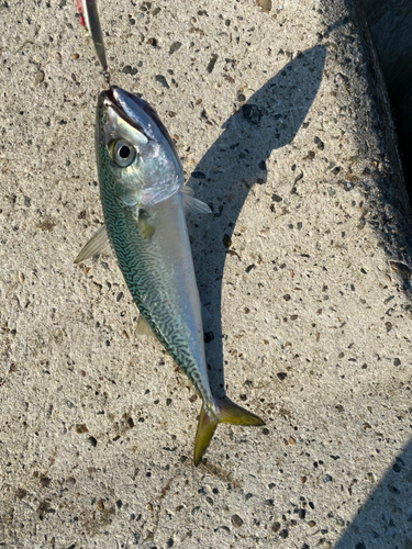 サバの釣果