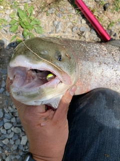 イトウの釣果