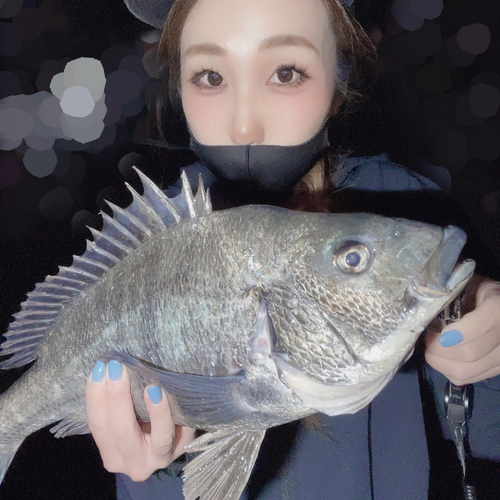 チヌの釣果