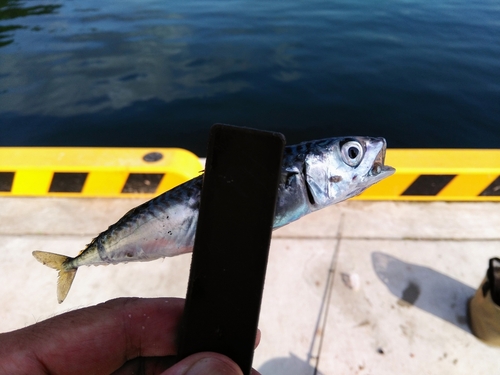 サバの釣果