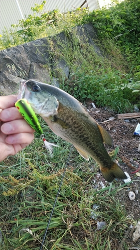 ブラックバスの釣果