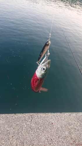 サバの釣果