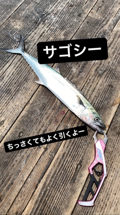 サゴシの釣果