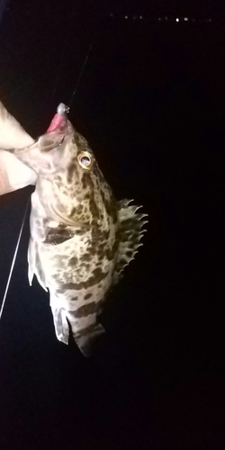 タケノコメバルの釣果