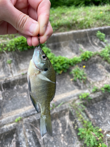 ブルーギルの釣果