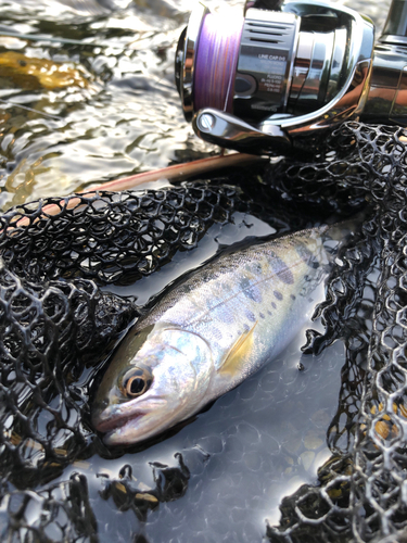 イワナの釣果